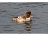 Photo of Barrow's Goldeneye - Bucephala islandica